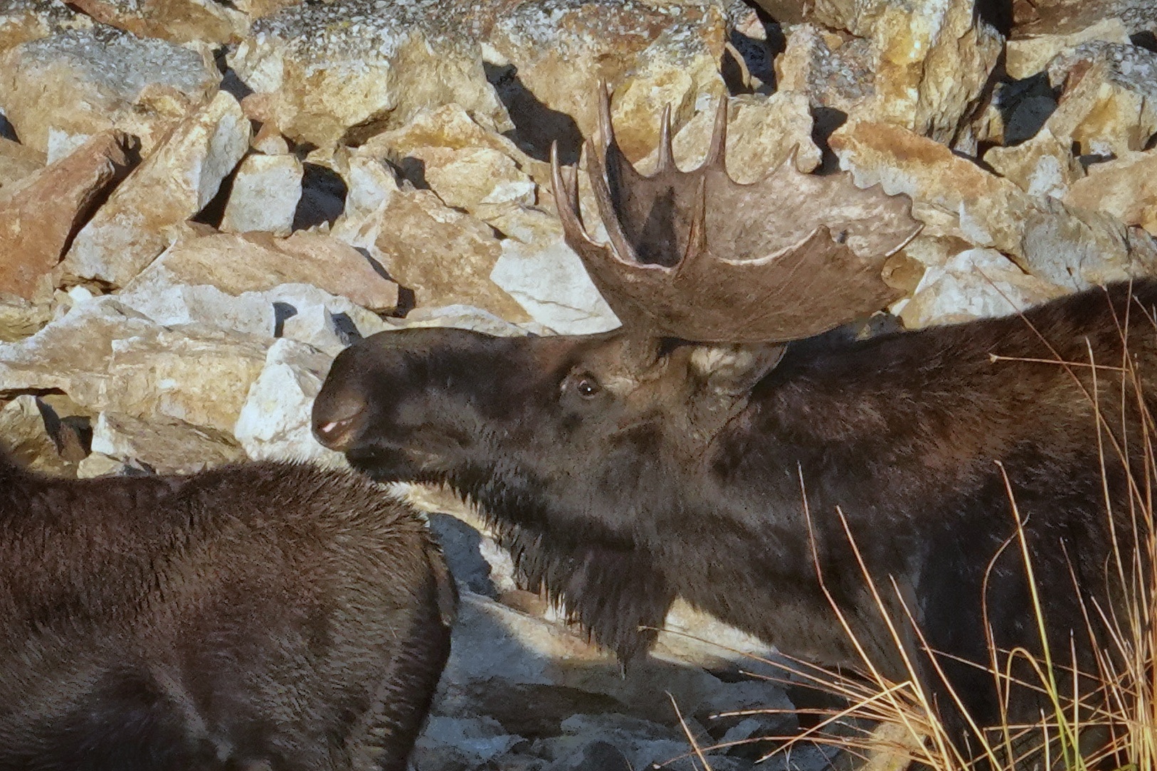Wapitis pendant le brame à Yellowstone